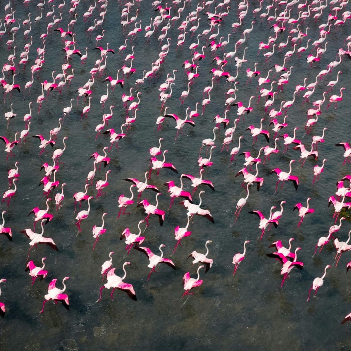 raj-mohan-pictures-flamingo-migration-in-indias-pulicat-lake-featured
