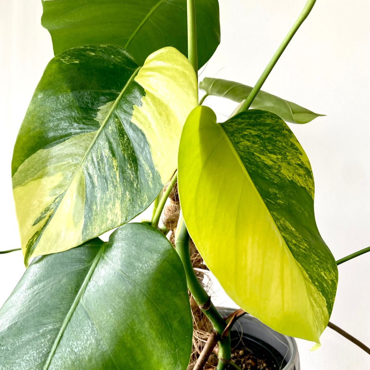 Monstera aurea featured on Thursd