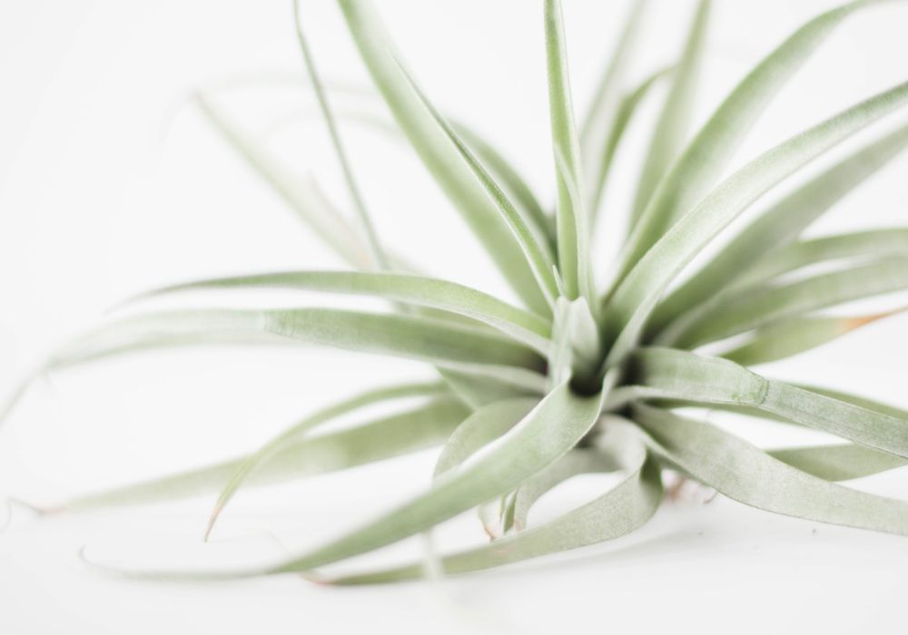 Tillandsia air plant