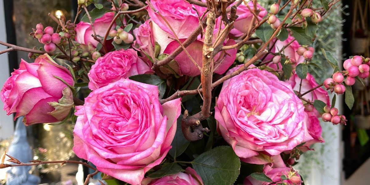 Rose Riana cut flower on Thursd header