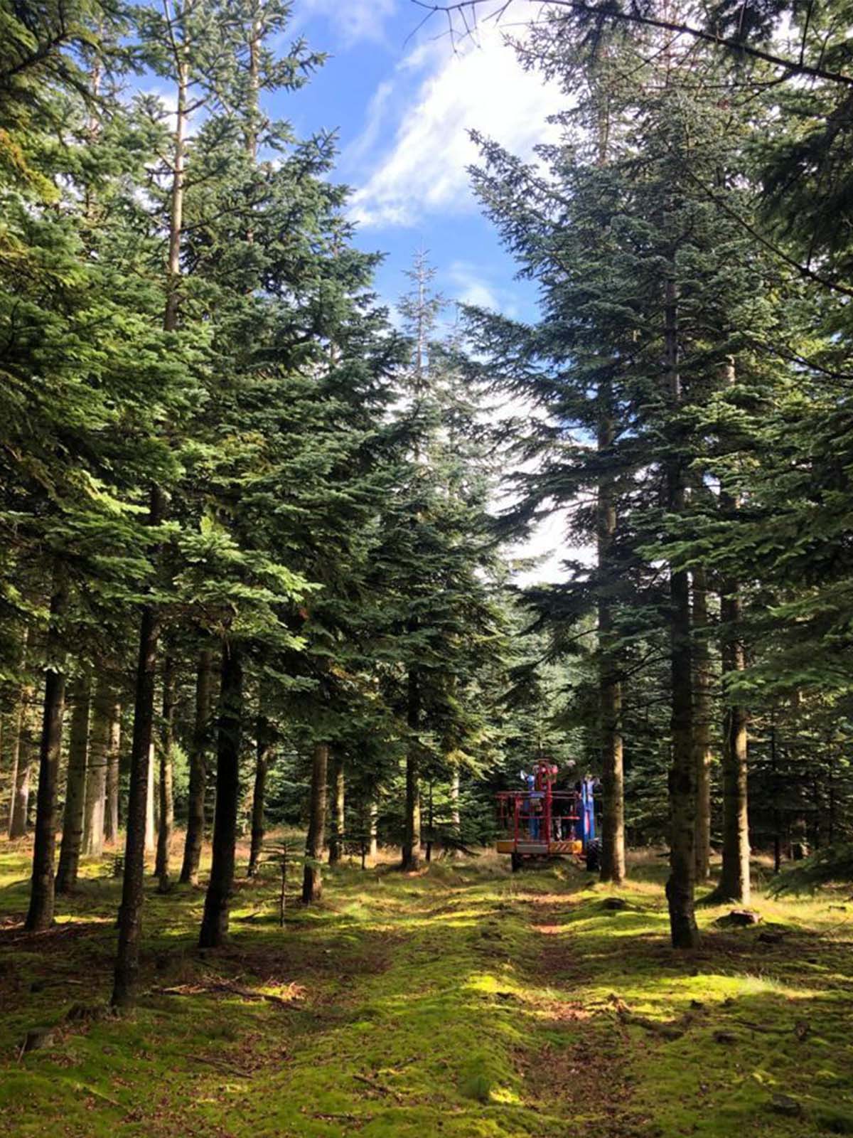 Nobilis noble fir picking on Thursd