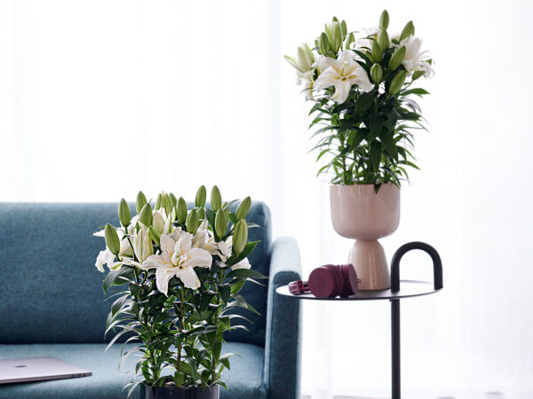 Celebrate Spring With Flowers and Plants by Decorum