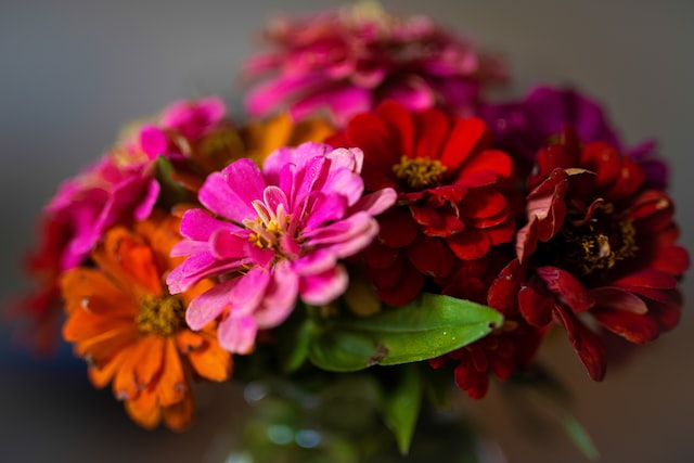 zinnia