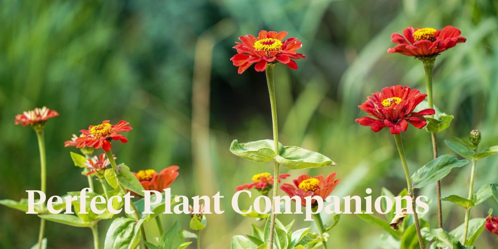 What Should You Plant Next to Zinnia Header
