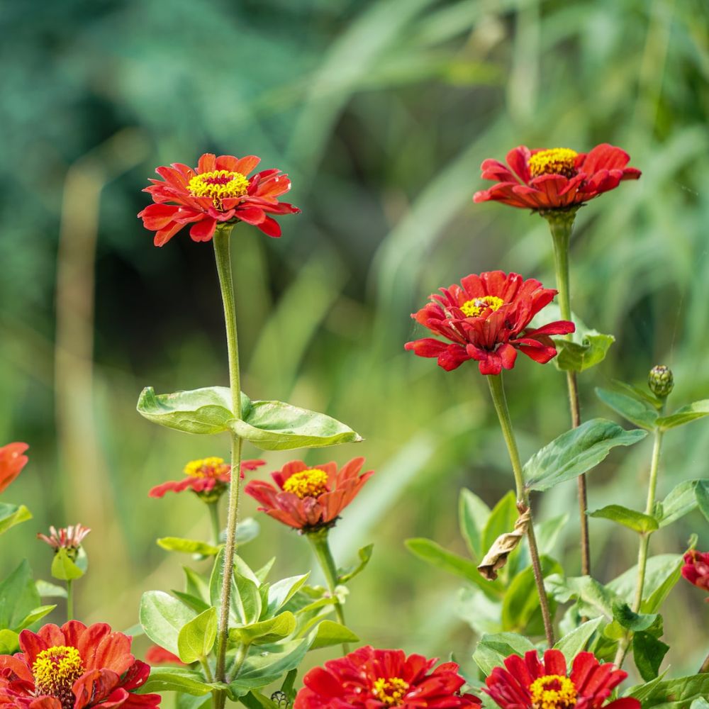 What Should You Plant Next to Zinnia Featured