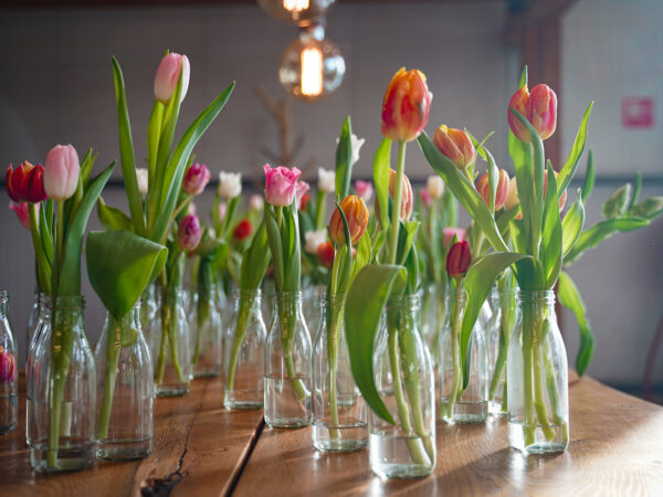 Celebrate Spring With Flowers and Plants by Decorum