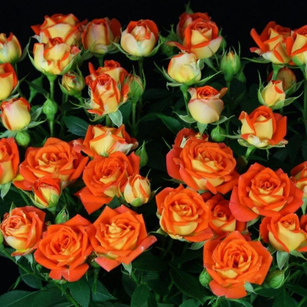 Orange Spray roses