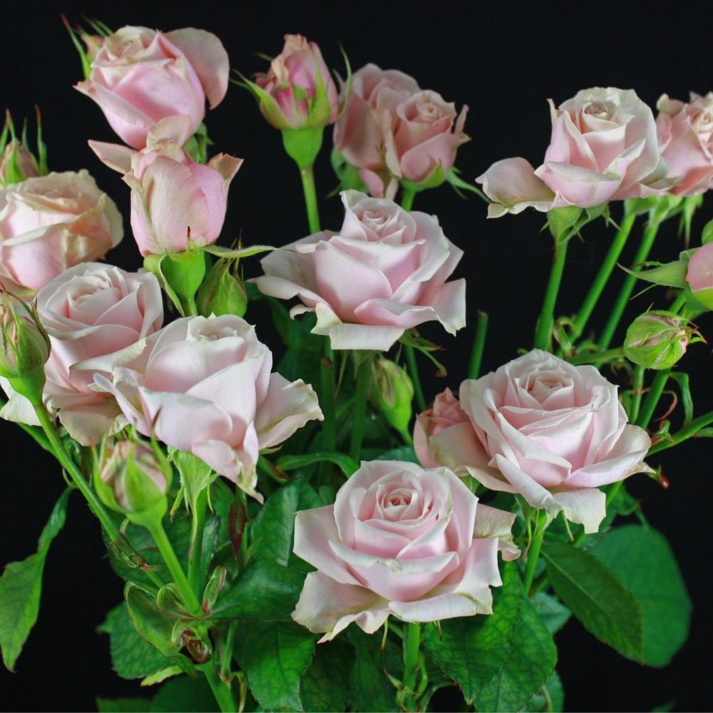 White Pink Spray roses