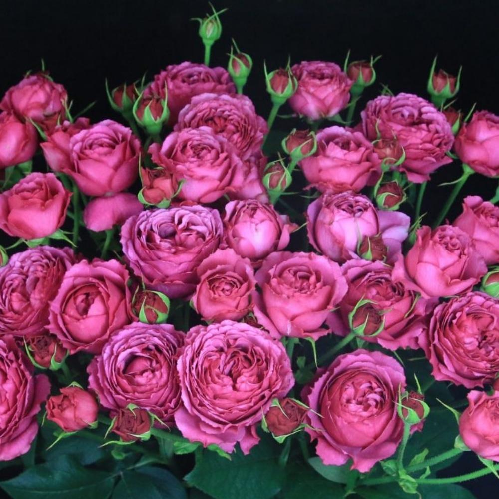 Dark Pink Spray roses