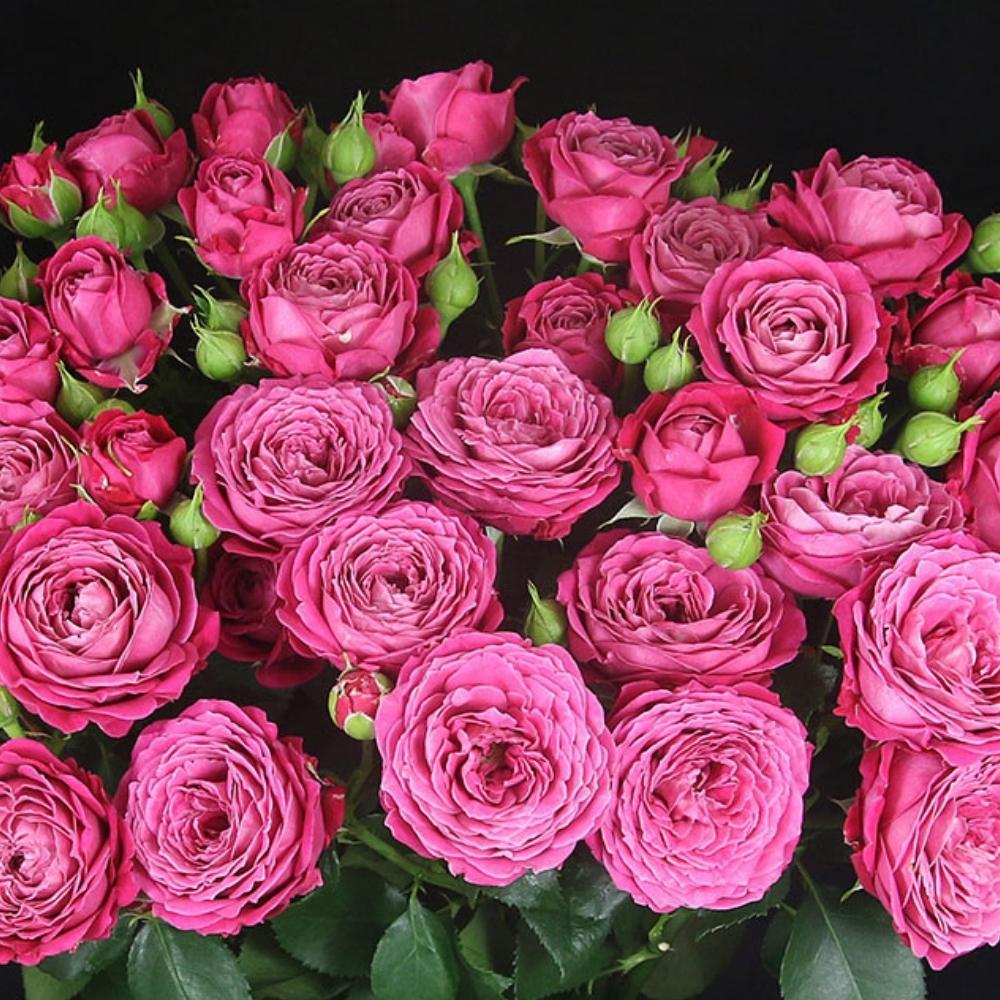 Big dark pink Spray roses