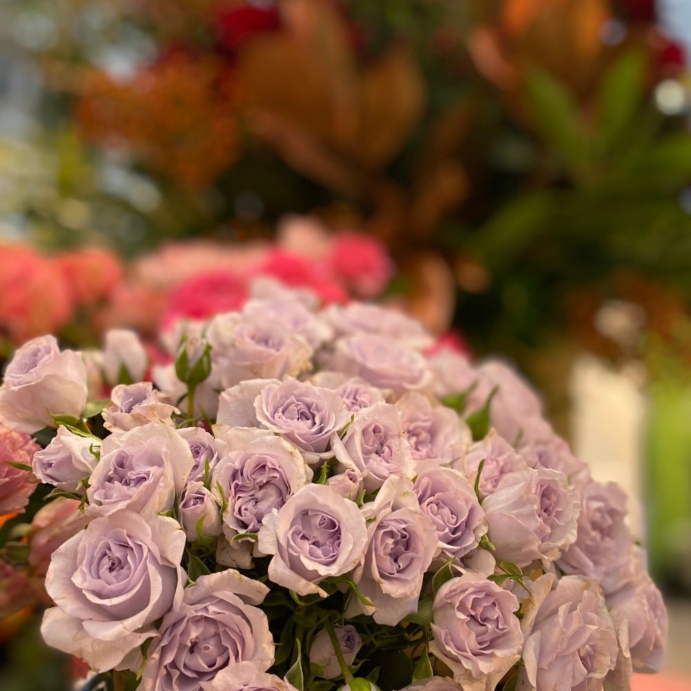 bubbles-spray-roses-featured