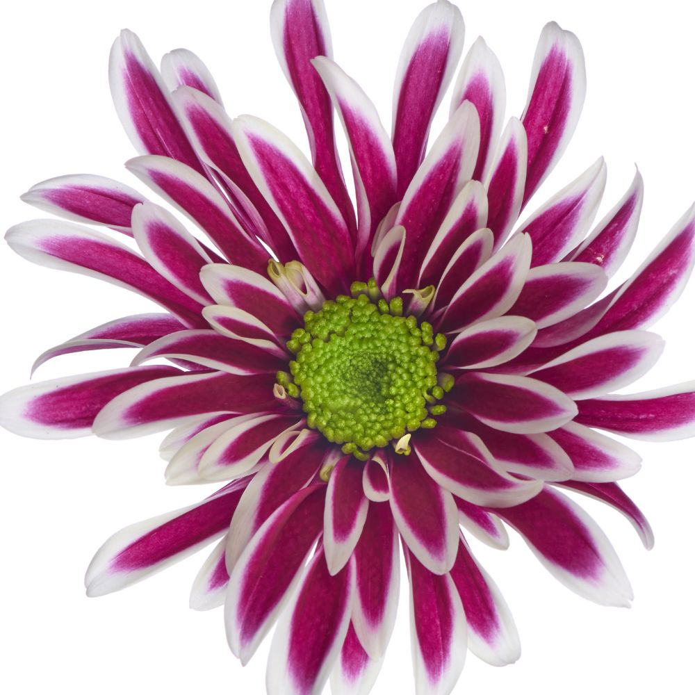 Chrysant Saba