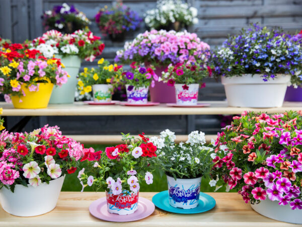 Color Your Garden with Festival Colours by Kwekerij Wouters