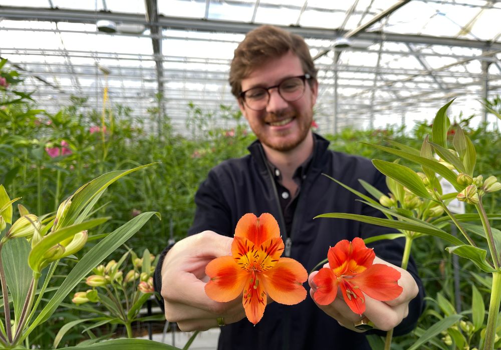 Wouter Jongkind holding two varieties of alstroemeria