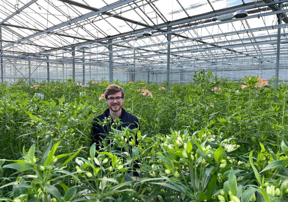 Wouter Jongkind in greenhouse with alstroemeria