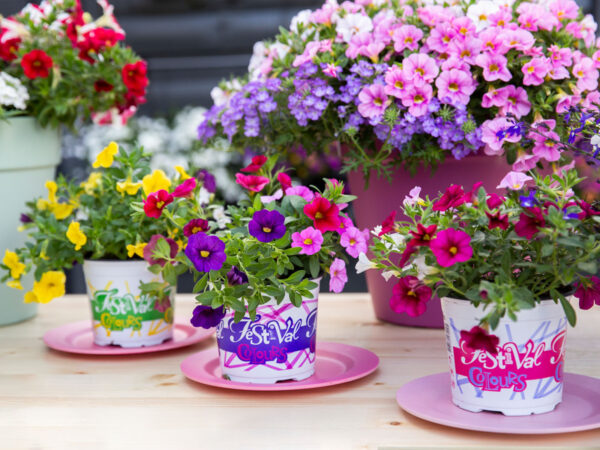 Color Your Garden with Festival Colours by Kwekerij Wouters