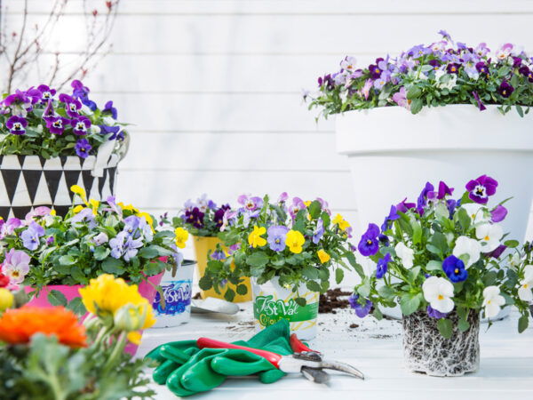 Color Your Garden with Festival Colours by Kwekerij Wouters