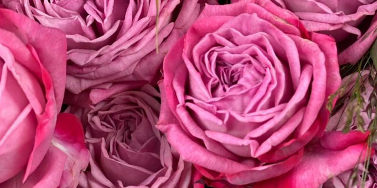 Spray Rose Artesia cut flower on Thursd header