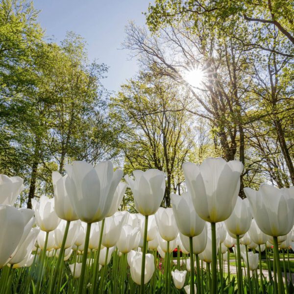 Keukenhof Opens For Virtual Tours White Tulips