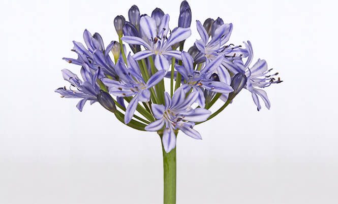 Prepare for Spring With Nolina Agapanthus Summer Love Blue