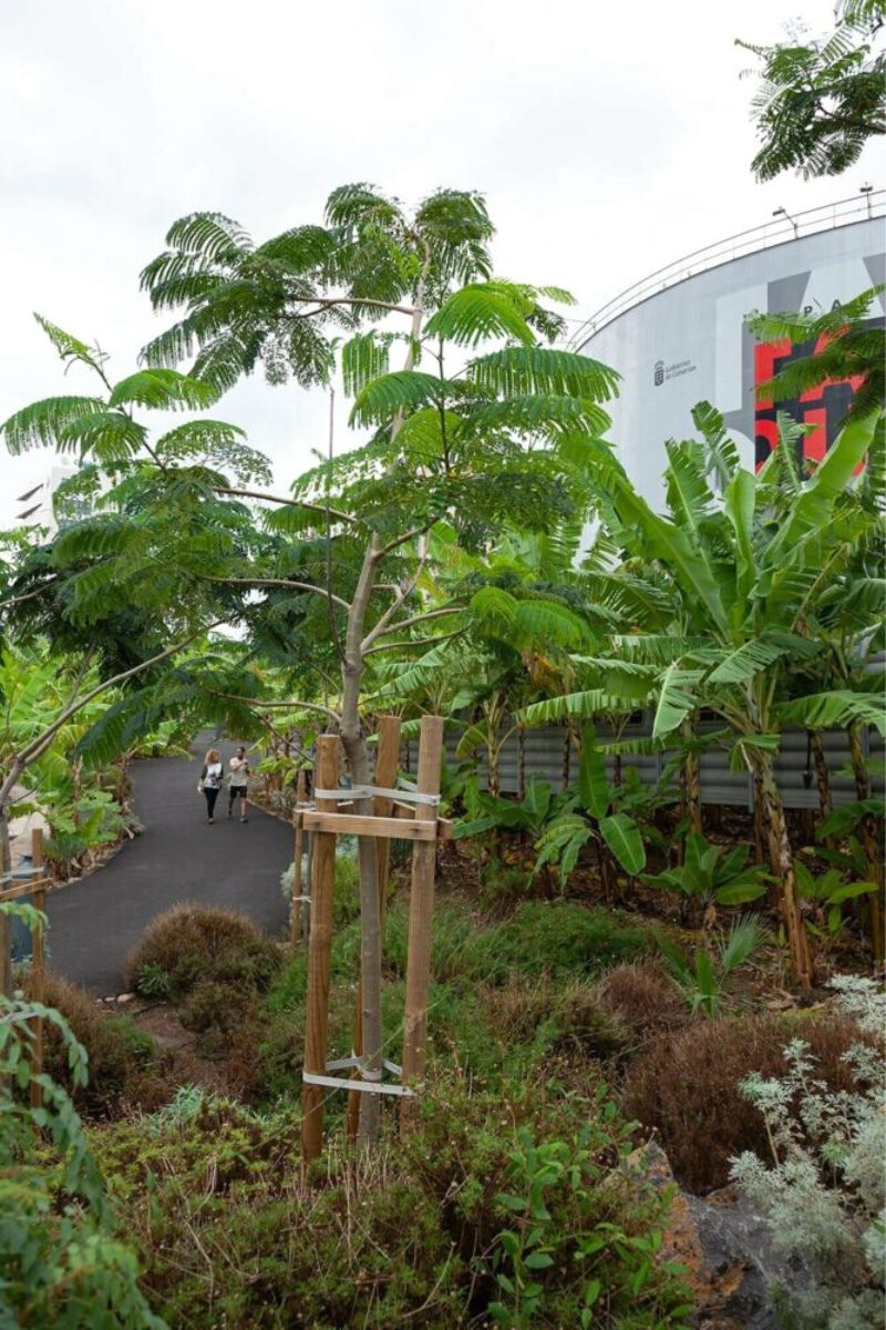 Subtropical vegetation in banana garden by Menis architects