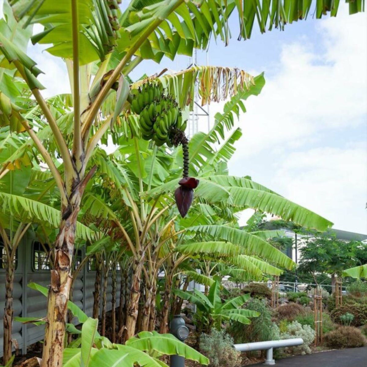 Banana garden featured