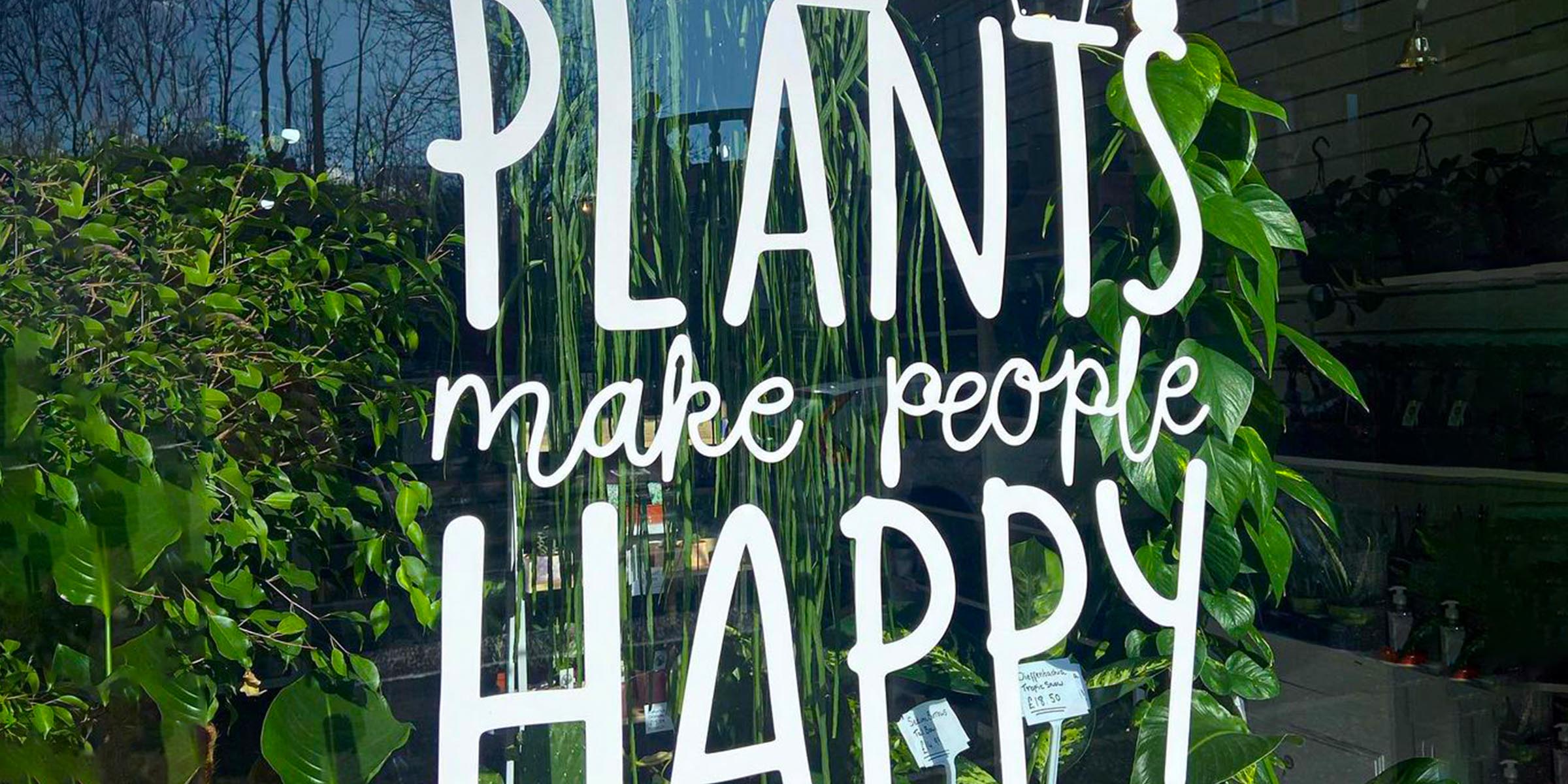 the-best-12-plants-that-give-good-luck-and-fortune-featured
