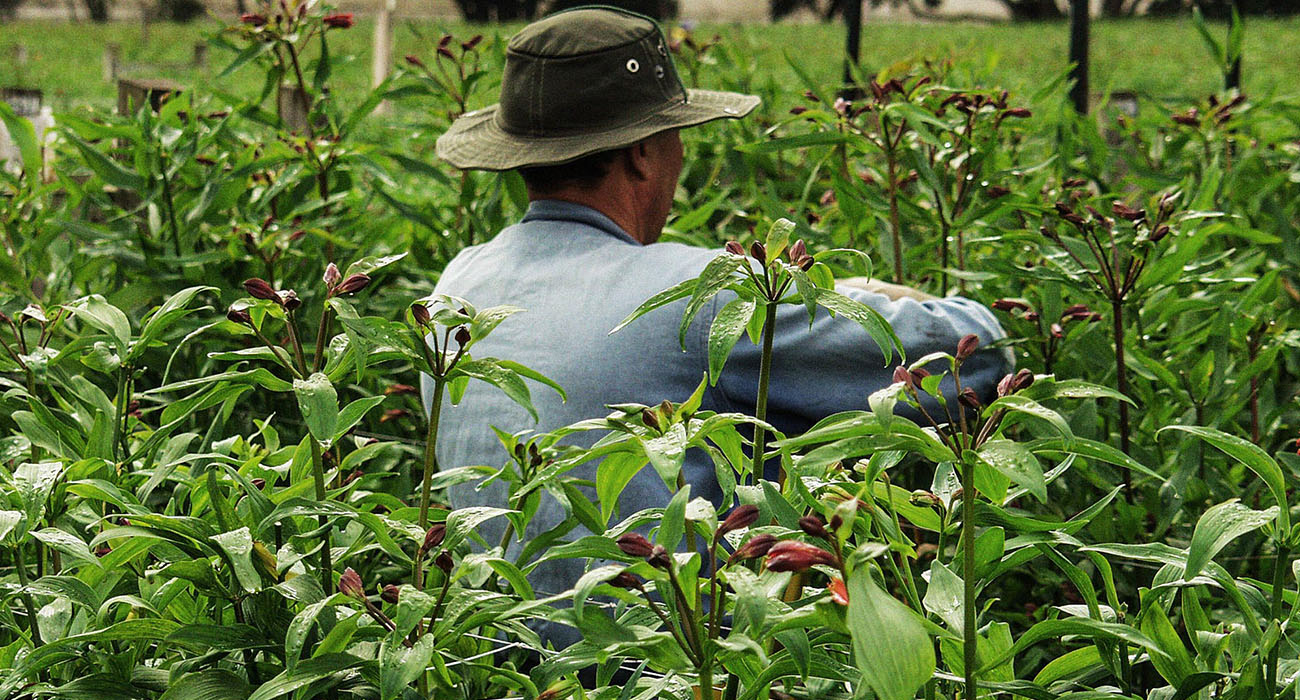 Jardines de los Andes grower on Thursd header