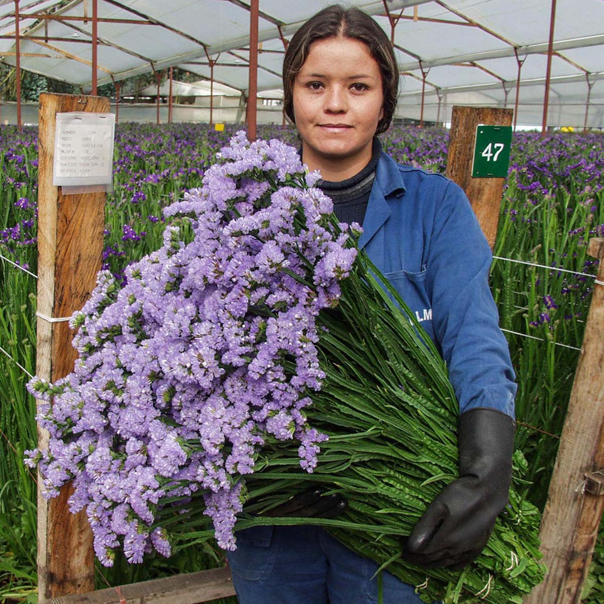 Jardines de los Andes grower on Thursd feature