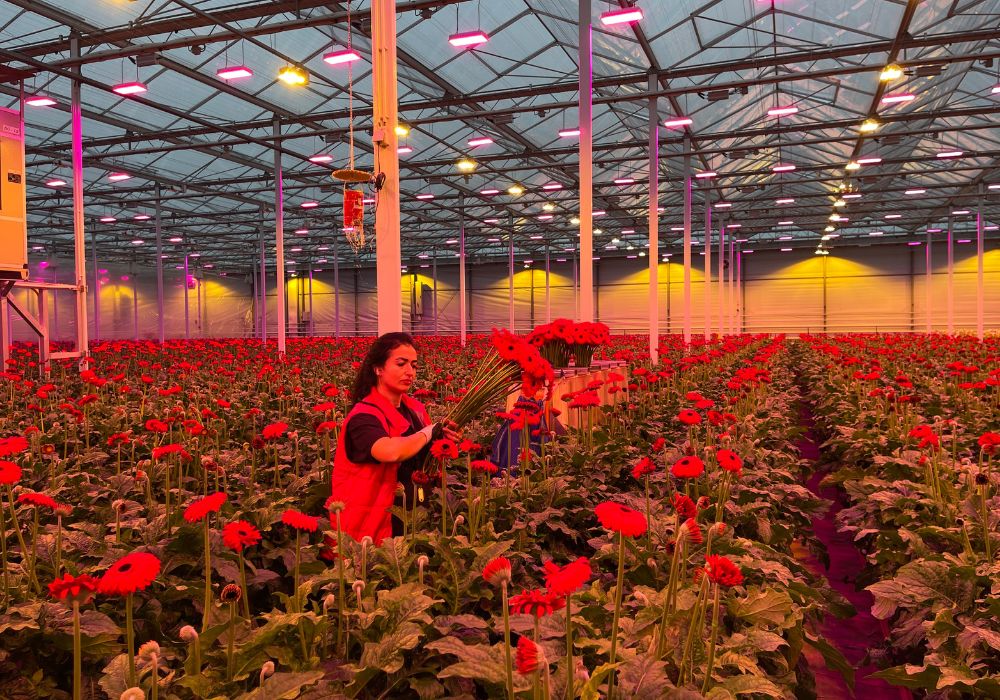 Gerbera United greenhouse