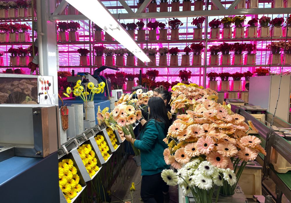 Gerbera United processing area