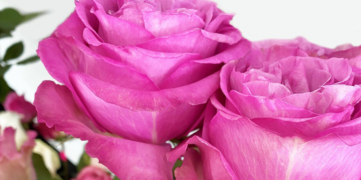 Rose Queens Crown cut flower on Thursd header