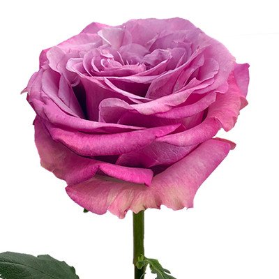 Star Roses
