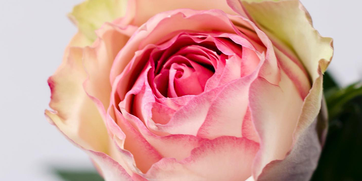 Rose Esperance cut flower on Thursd header