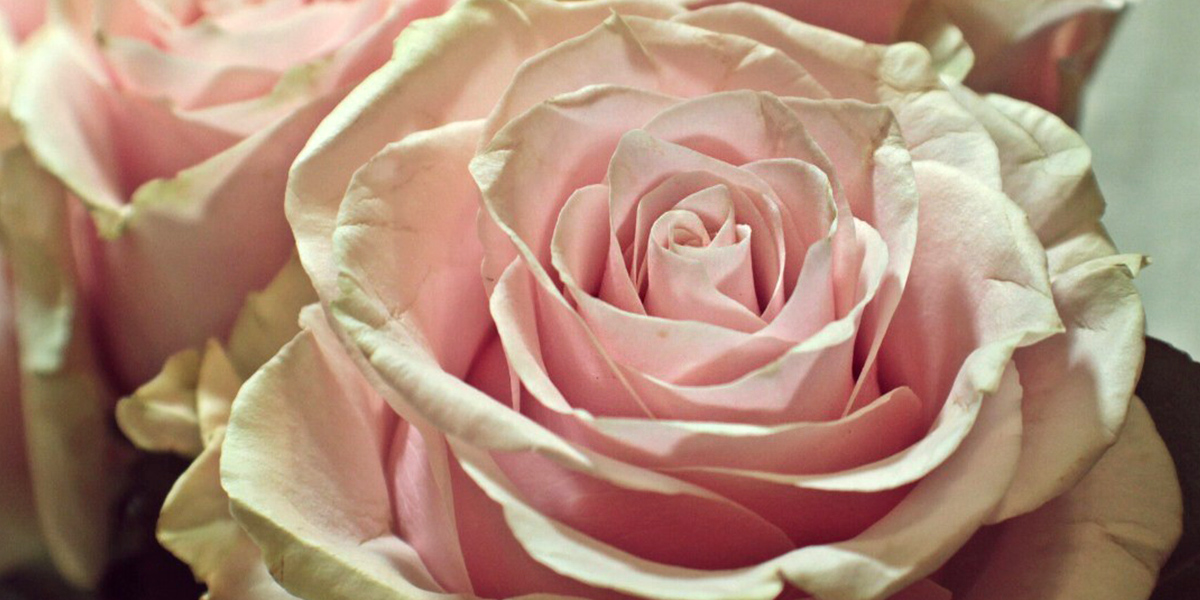 Rose Pink Mondial cut flower on Thursd header