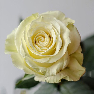 Star Roses