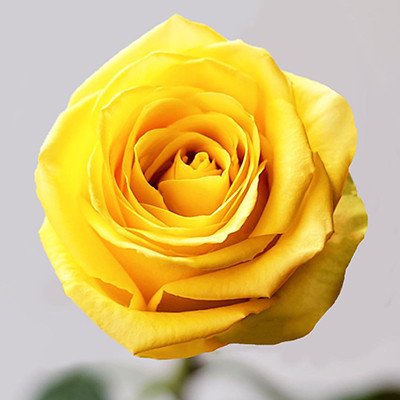 Star Roses