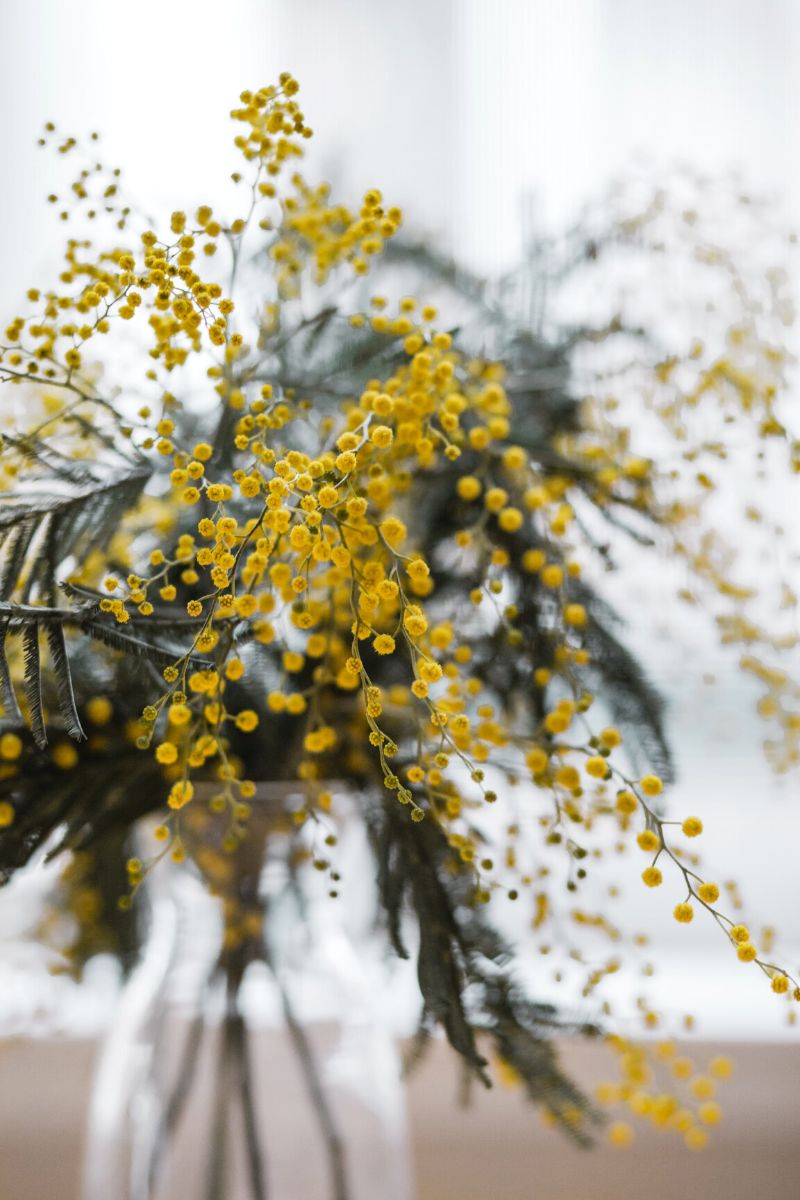 The origin of the mimosa flower