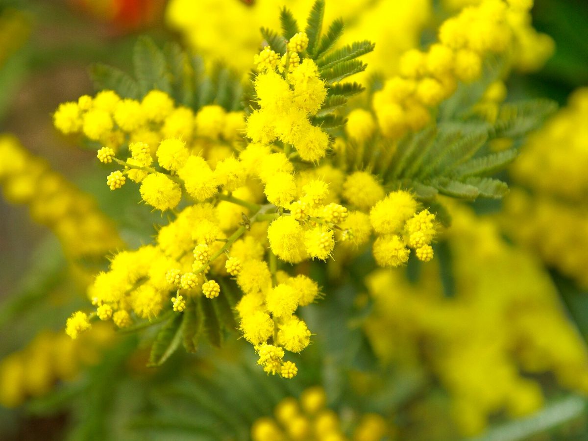 https://thursd.com/storage/media/48410/Cultivation-of-the-mimosa-flower.jpg