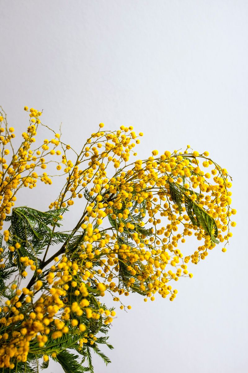 Mimosa flowers for International womens day