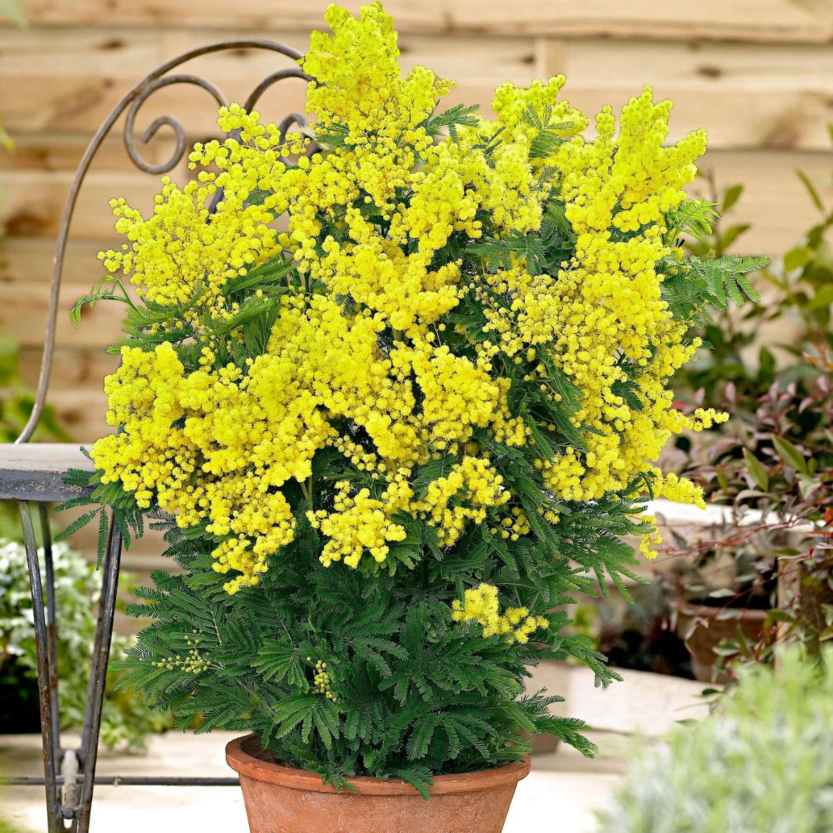 yellow mimosa tree