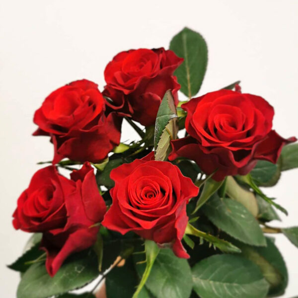 How to Discover the Next Big Red Rose by Holla Roses