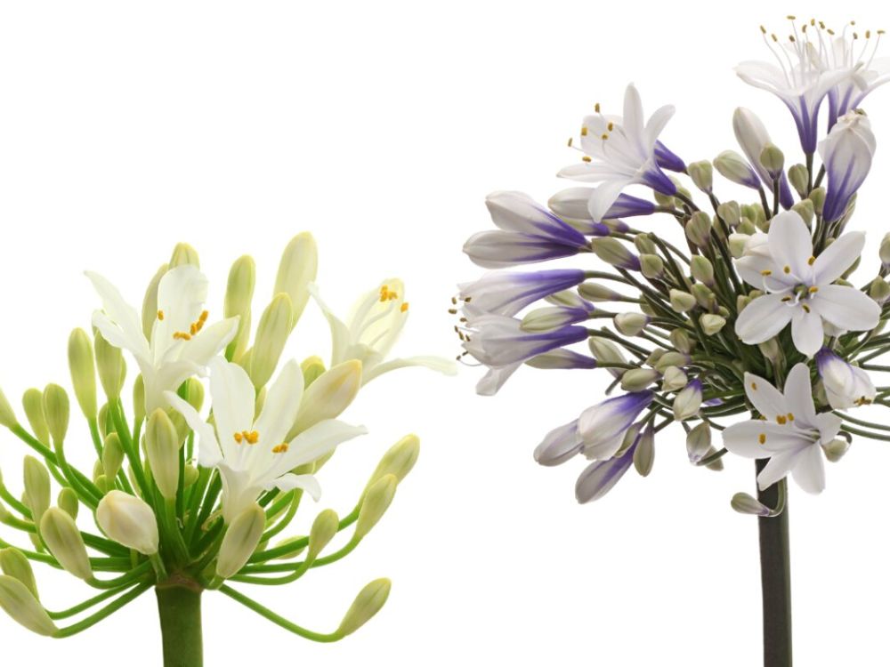 Waterless Flowers Agapanthus Marginpar