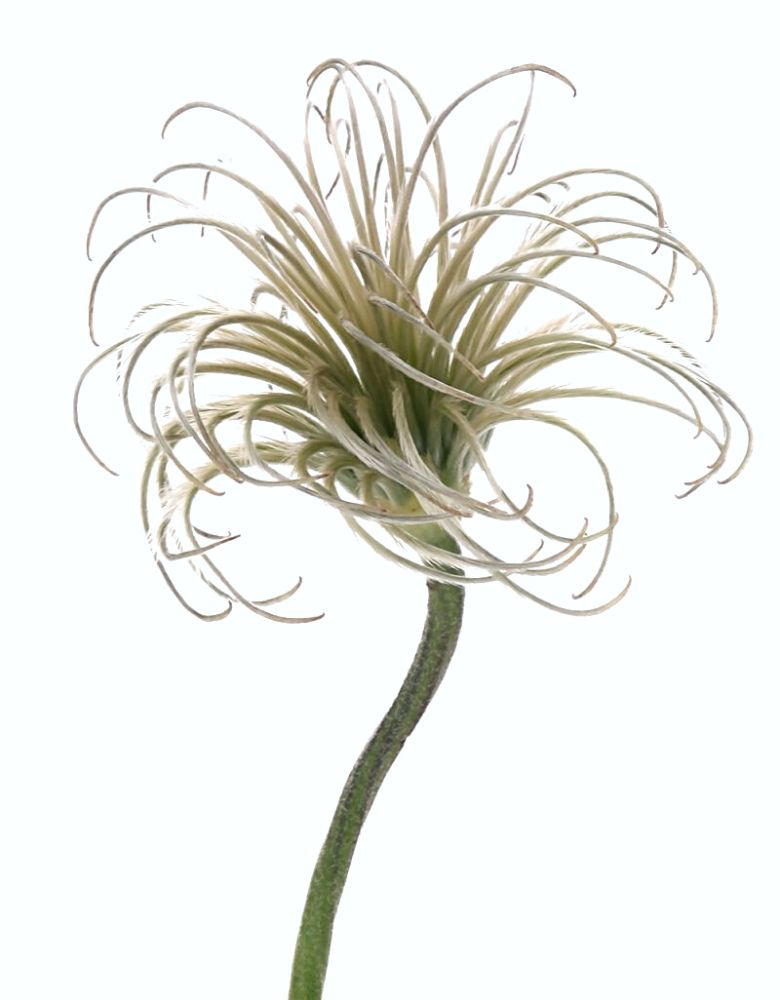 Waterless Flowers by Joseph Massie Clematis Amazing Kibo from Marginpar