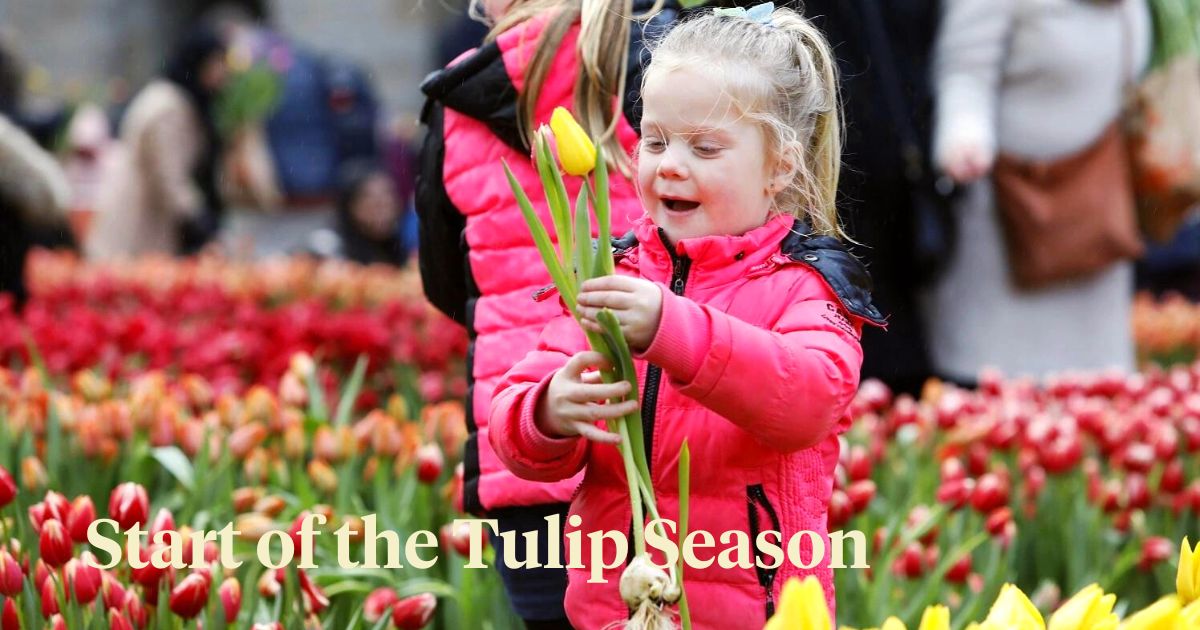 National Tulip Day (1)