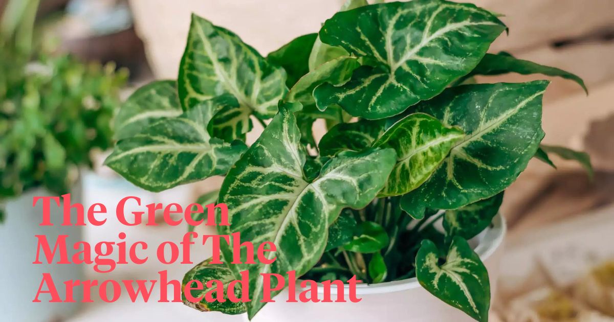Green magic of the arrowhead plant header