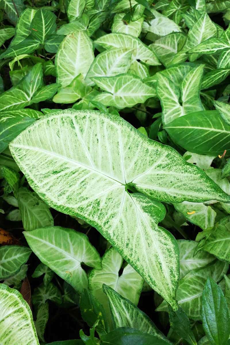 Everything to know about the arrowhead plant