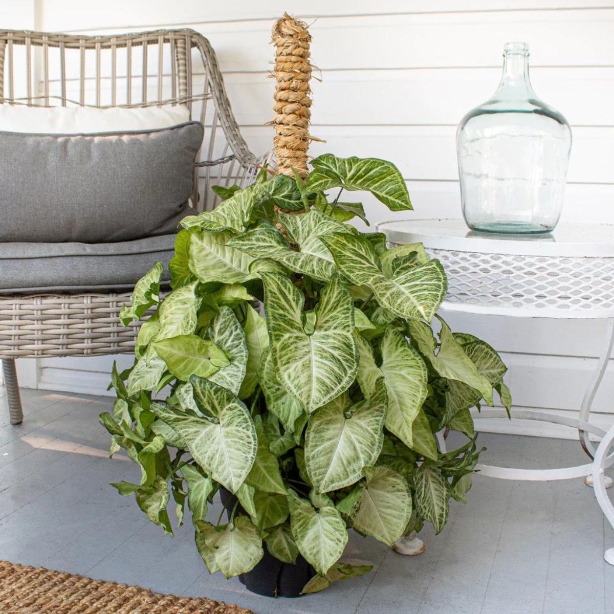 Arrowhead plant is a great indoor houseplant