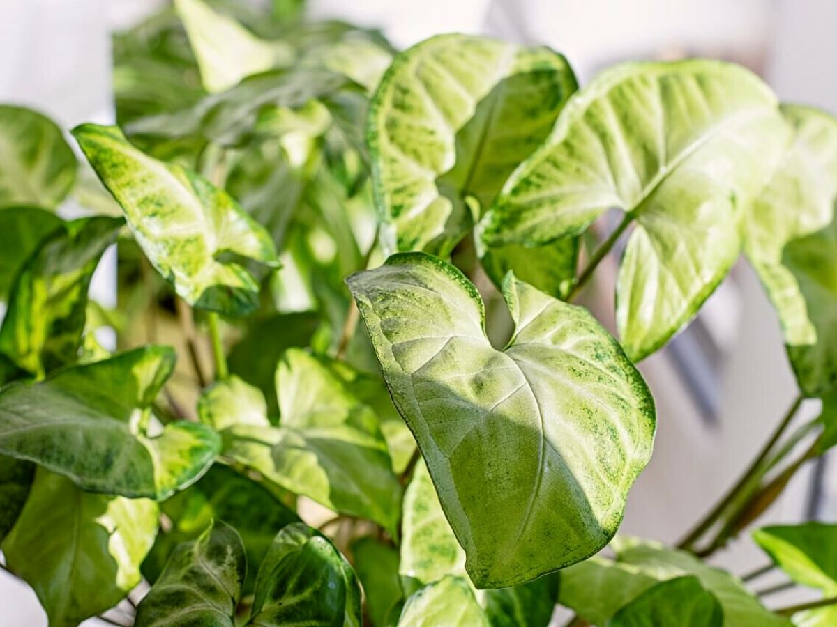 Sunlight requirements for an arrowhead plant