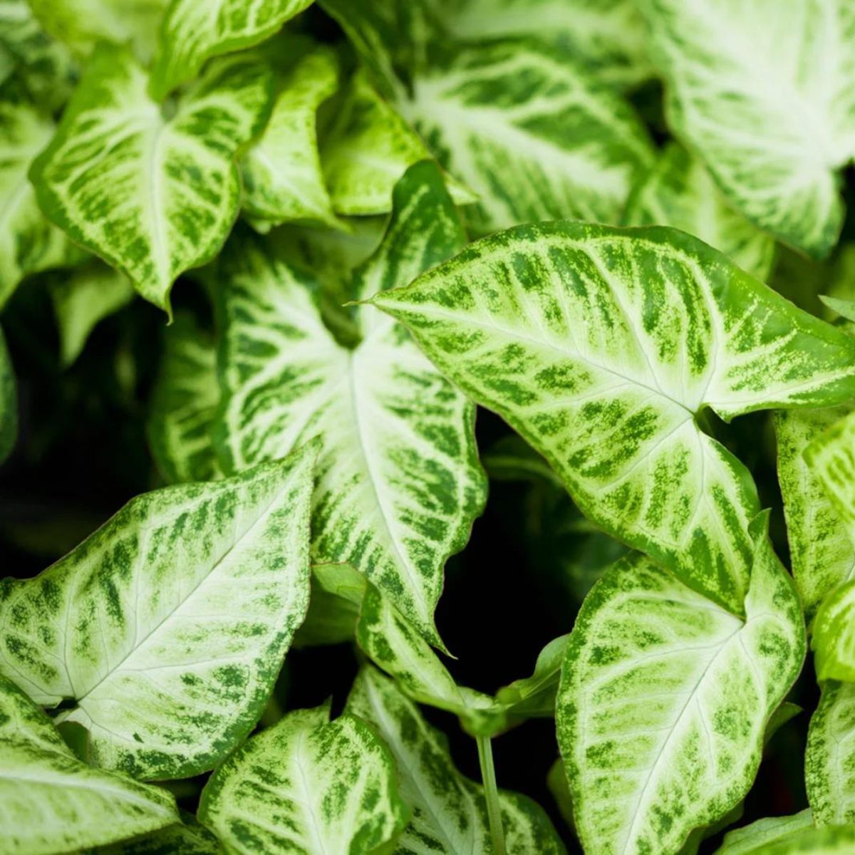 do-you-know-about-the-arrowhead-plant-featured